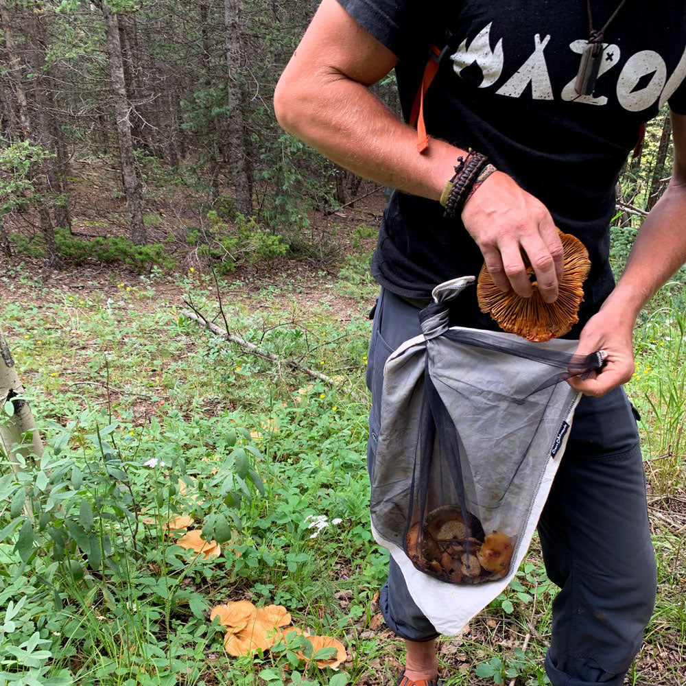 Foraging BandaNet